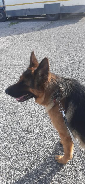 PENSIONE CASALINGA PER CANI - Foto 4