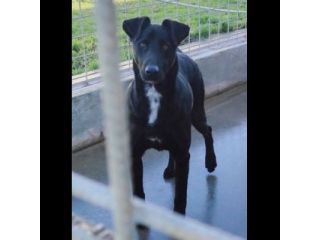 AARON EMPATICO E VITALE, CANE IN ADOZIONE.