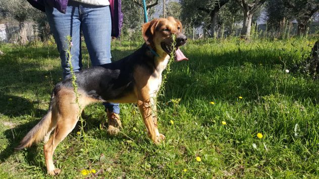 GILDA, tenerissima cucciolotta - Foto 9
