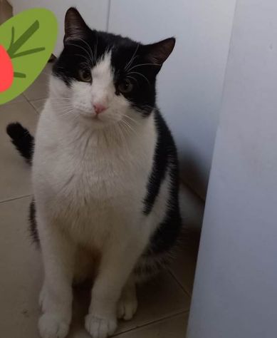 Boris bel gattone affettuoso e coccolone - Foto 3