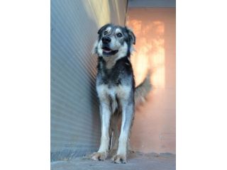 Seth bellissimo cucciolone in canile. In adozione