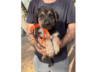 Regalo cuccioli incrocio Labrador pastore