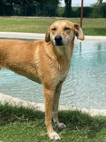 KARINA: CAGNOLINA METICCIA DA ADOTTARE !!! - Foto 4