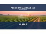 Immobile in asta di 56199 m² in vendita a Poggio San Marcello