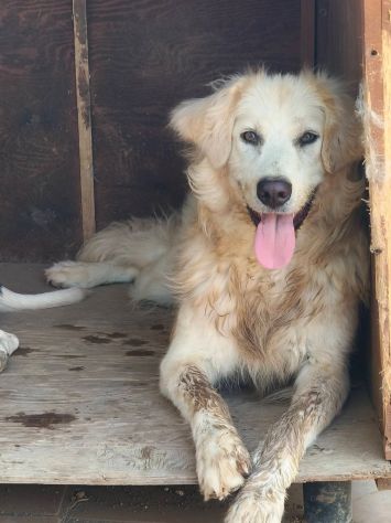 Musa ❤️🐾 - Foto 6