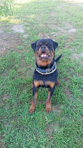 Cuccioli rottweiler - Foto 4