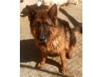 AXEL E’ UN PASTORE TEDESCO DI 5 ANNI E’ IN CANILE