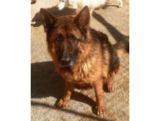 AXEL E’ UN PASTORE TEDESCO DI 5 ANNI E’ IN CANILE