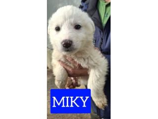LKKCHER Tappi Bottiglie Vino di Labrador, Regalo per Uomo e Donne Amanti Dei Cani, Tappi Vino per Vino, Tappi per Bottiglie di Vino Champagne, Regalo Natale Regalo Uomo/Donne Compleanno