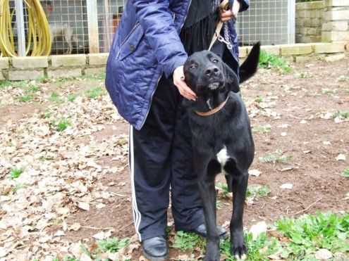 UGO, un cane adatto a tutti - Foto 2