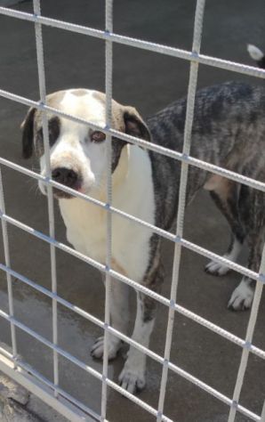 CANE IN ADOZIONE: MAX - Foto 2