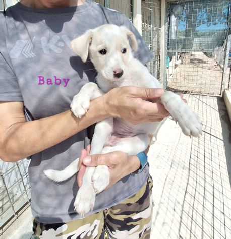 Vuoi essere la mia famiglia? sono Baby, chiama per me. - Foto 3