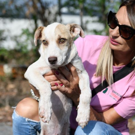 FILLO, 4 MESI (01/06/26), TAGLIA MEDIA, ABBANDONATO A MORIRE SOTTO IL SOLE - Foto 4