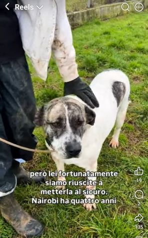 NAIROBI ADORABILE COCCOLONA CANE IN ADOZIONE - Foto 4