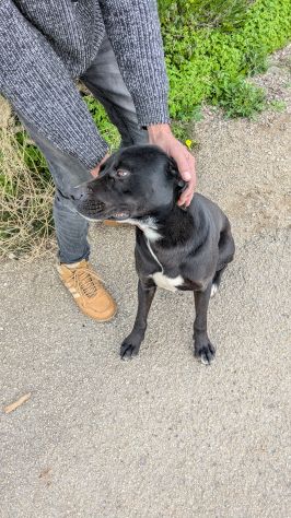 Giovane simil-Amstaff in cerca di famiglia - Foto 10