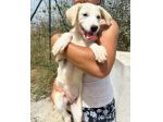 TOPAZIO cucciolo simil Labrador in canile