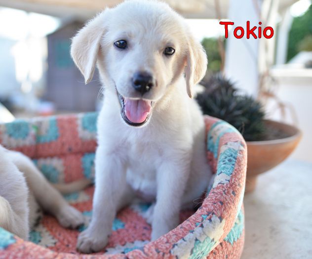 Quattro cuccioli incrocio labrador in adozione - Foto 5