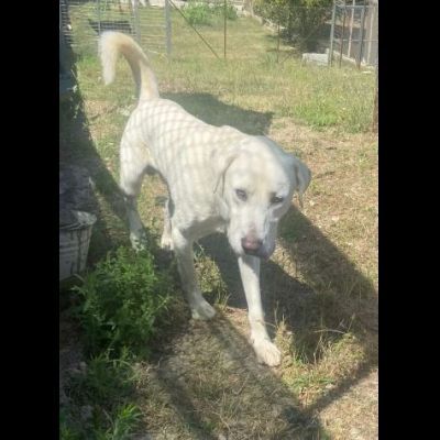 HOTSPOT GIOIOSO AFFETTUOSO SOCIEVOLE, CAGNOLINO IN ADOZIONE