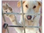 Mia mix Labrador 5anni splendida non torneranno + a riprenderla!ABBANDONATA!ROMA