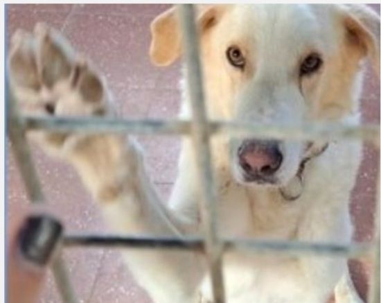 Mia mix Labrador 6anni splendida non torneranno + a riprenderla!ABBANDONATA!ROMA