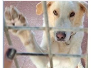 Mia mix Labrador 6anni splendida non torneranno + a riprenderla!ABBANDONATA!ROMA