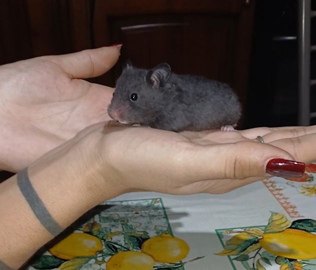 Cuccioli criceti