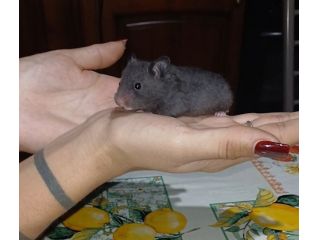 Cuccioli criceti
