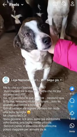 MOLLY, CERCA COCCOLE E ATTENZIONI, CAGNOLINA IN ADOZIONE, TAGLIA MEDIO PICCOLA - Foto 6