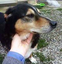 BIRILLO, adozione urgente - Foto 3