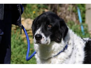 Un tesoro di cane chiuso in una gabbia, dategli una possibilità.