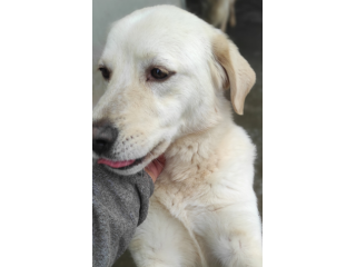 Cagnolina da adottare