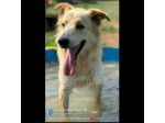 TIMON DOLCISSIMO simil Golden retriever cane in adozione