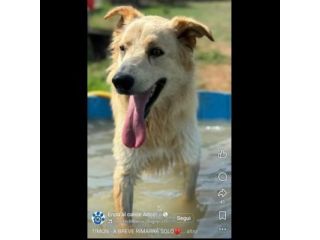TIMON DOLCISSIMO simil Golden retriever cane in adozione
