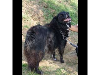 JACK bellissimo e socievolissimo CANE IN ADOZIONE