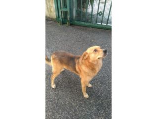 REX, tenero cagnolino