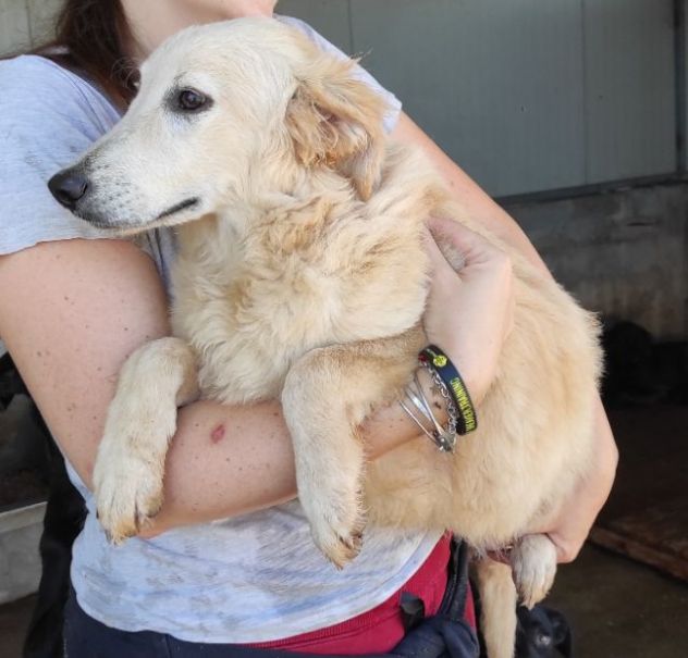 CUCCIOLO IN ADOZIONE: DUCCIO - Foto 8