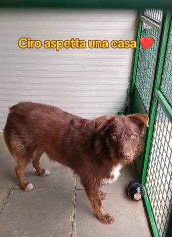 3anni mix spinoncino occhi ambra bellissimo finito in canile..buon carattere SUD - Foto 7