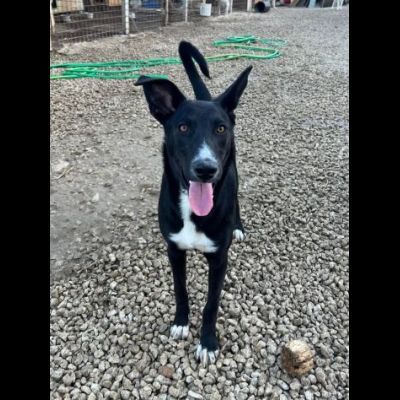 OREO CERCA UNA FAMIGLIA TUTTA SUA, CAGNOLINO IN ADOZIONE - Foto 7