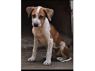 ARYA CUCCIOLA PITBULL 6 MESI