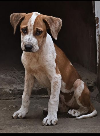 ARYA CUCCIOLA PITBULL 6 MESI