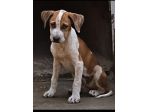 ARYA CUCCIOLA PITBULL 6 MESI