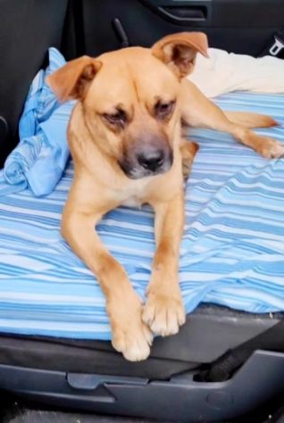 18mesi 15kg SALITO A MILANO E TORNATO DOPO 10GG IN CALABRIA!!! HELP - Foto 6
