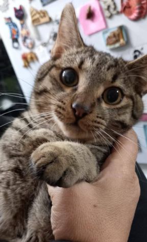 TIGRO, dolce gattino in adozione! - Foto 3