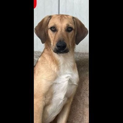 NIETZSCHE CUCCIOLO IN ADOZIONE Taglia medio contenuta 10 mesi - Foto 2