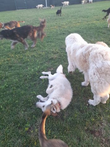 HUSKINA, incrocio collie, adozione del cuore - Foto 8