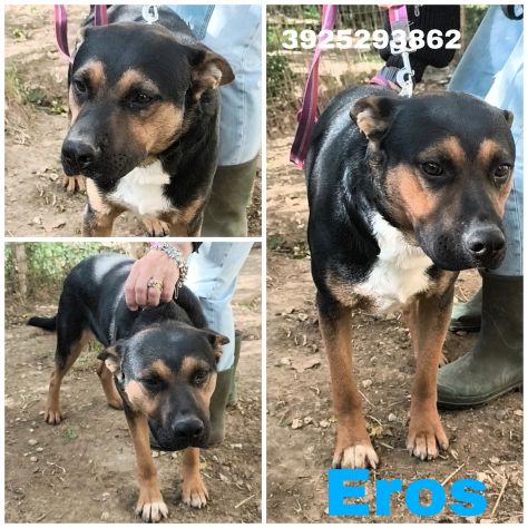 Eros e Bea due amici fedeli in adozione - Foto 10