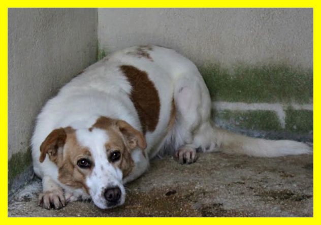 REA, SPAVENTATA, DA SEMPRE IN CANILE CERCA CASA - Foto 3