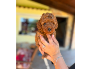 Cuccioli barboncino toy