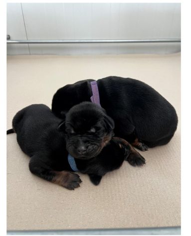 Dolcissimi cuccioli di Dobermann cercano una casa piena d’amore - Foto 2