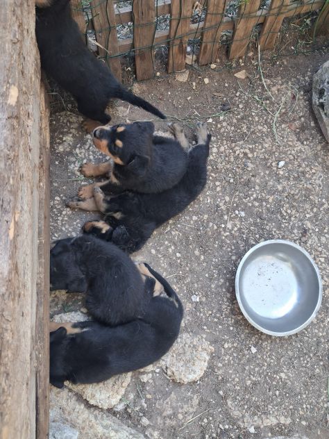 Cuccioli rottweiler incrocio pastore siciliano